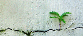 Resilience - Moore Intelligence 2026 | Pflanze wächst aus Mauerspalte