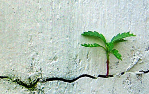 Resilience - Moore Intelligence 2026 | Pflanze wächst aus Mauerspalte