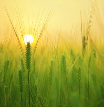 Ähren eines Gerstenfeldes vor der Sonne