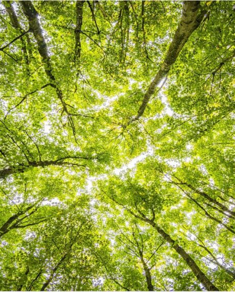 Social Ambition | Treedom